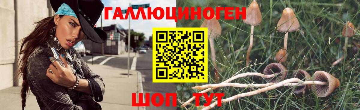 Псилоцибиновые грибы Psilocybe Можайск